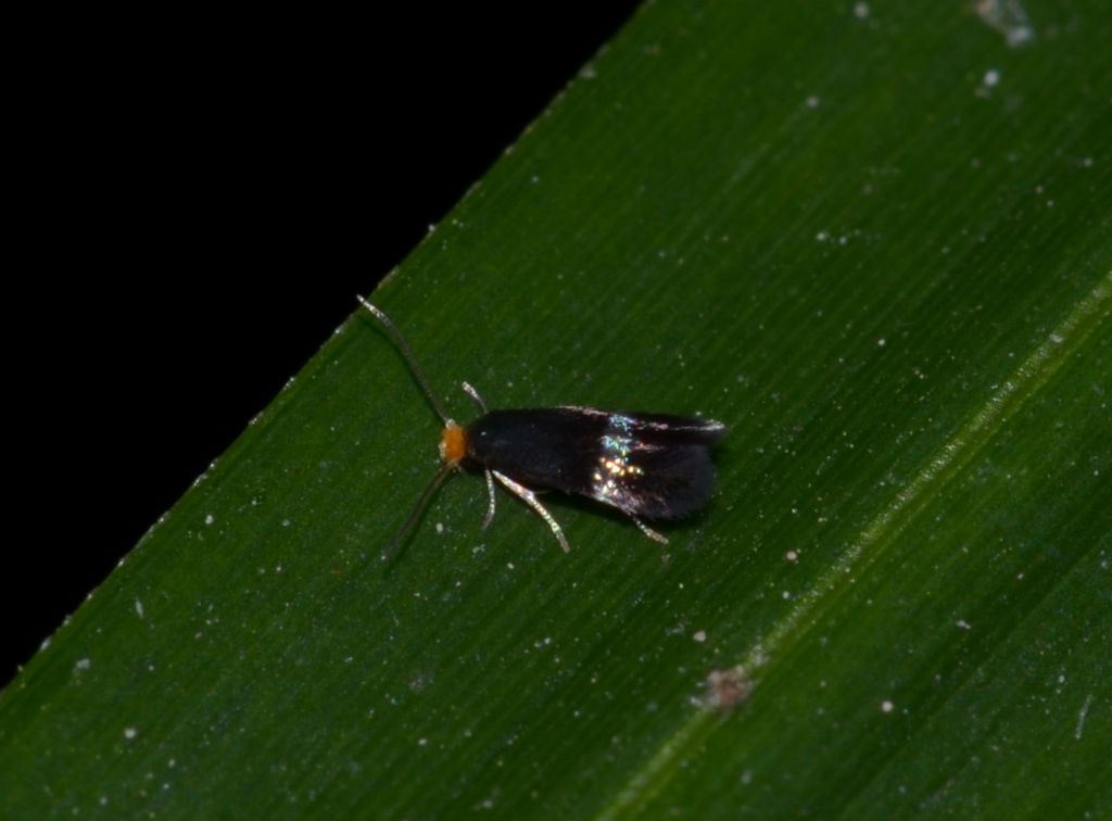 Incurvariidae ? No, Nepticulidae: Stigmella sp. (S. plagicolella o S. centifoliella)